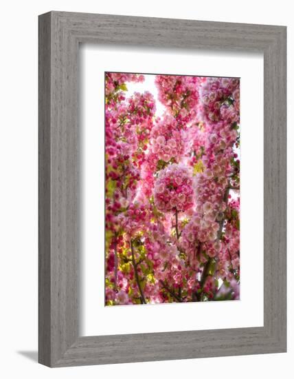 When my World is Pink-Philippe Sainte-Laudy-Framed Photographic Print