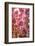 When my World is Pink-Philippe Sainte-Laudy-Framed Photographic Print