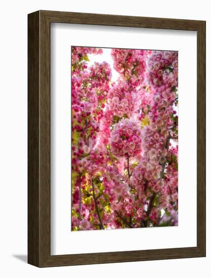 When my World is Pink-Philippe Sainte-Laudy-Framed Photographic Print