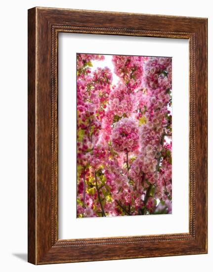 When my World is Pink-Philippe Sainte-Laudy-Framed Photographic Print