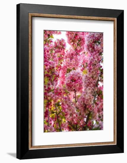 When my World is Pink-Philippe Sainte-Laudy-Framed Photographic Print