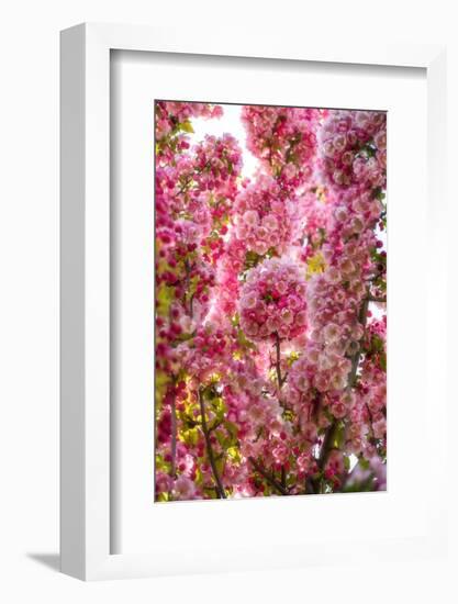 When my World is Pink-Philippe Sainte-Laudy-Framed Photographic Print