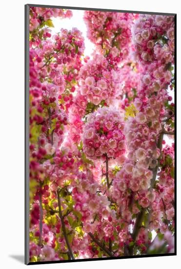 When my World is Pink-Philippe Sainte-Laudy-Mounted Photographic Print