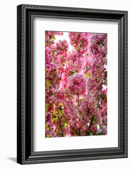 When my World is Pink-Philippe Sainte-Laudy-Framed Photographic Print