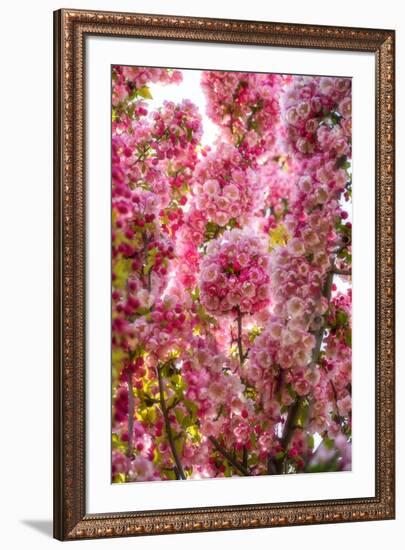 When my World is Pink-Philippe Sainte-Laudy-Framed Photographic Print