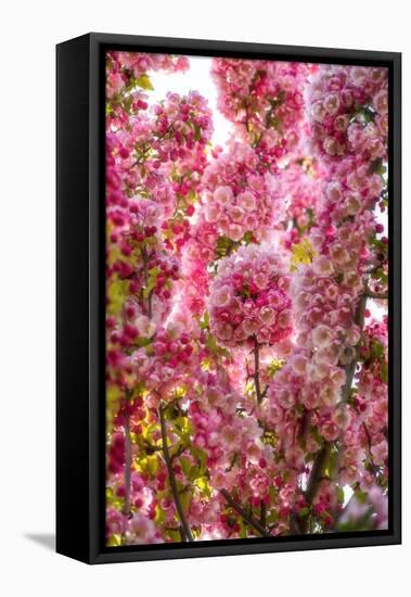 When my World is Pink-Philippe Sainte-Laudy-Framed Premier Image Canvas