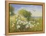 Where Seagulls Fly-Mary Dipnall-Framed Stretched Canvas