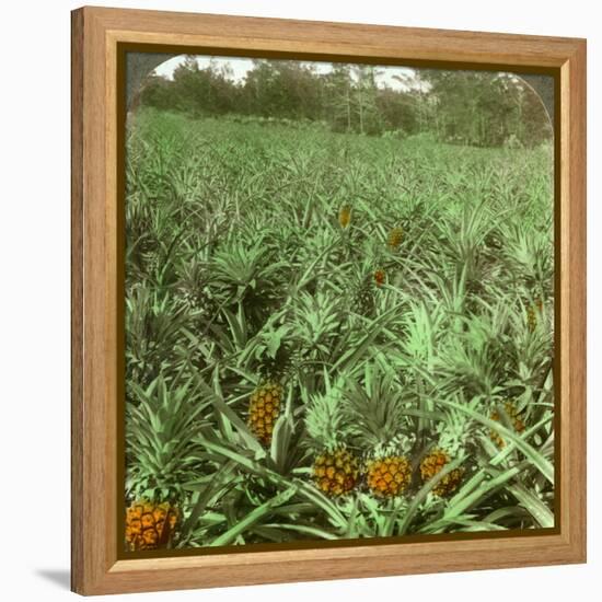 Where the Luscious Pineapple Grows, Florida, USA, 1896-Underwood & Underwood-Framed Premier Image Canvas