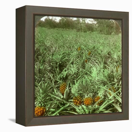 Where the Luscious Pineapple Grows, Florida, USA, 1896-Underwood & Underwood-Framed Premier Image Canvas