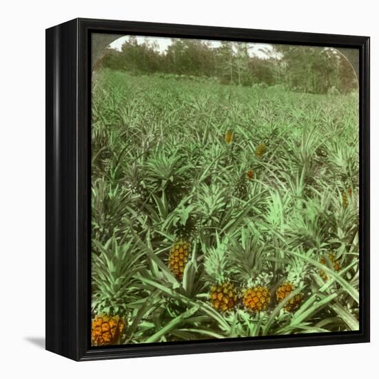Where the Luscious Pineapple Grows, Florida, USA, 1896-Underwood & Underwood-Framed Premier Image Canvas