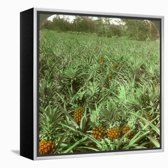 Where the Luscious Pineapple Grows, Florida, USA, 1896-Underwood & Underwood-Framed Premier Image Canvas