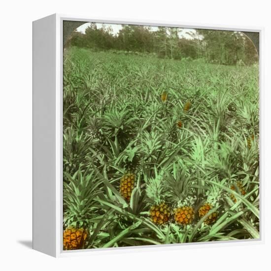 Where the Luscious Pineapple Grows, Florida, USA, 1896-Underwood & Underwood-Framed Premier Image Canvas