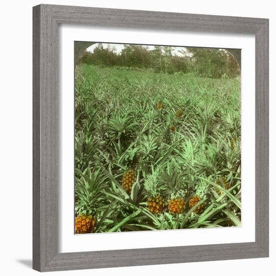 Where the Luscious Pineapple Grows, Florida, USA, 1896-Underwood & Underwood-Framed Photographic Print