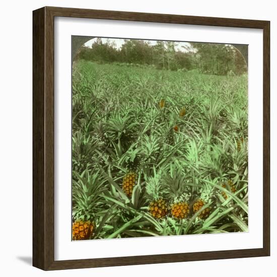 Where the Luscious Pineapple Grows, Florida, USA, 1896-Underwood & Underwood-Framed Photographic Print