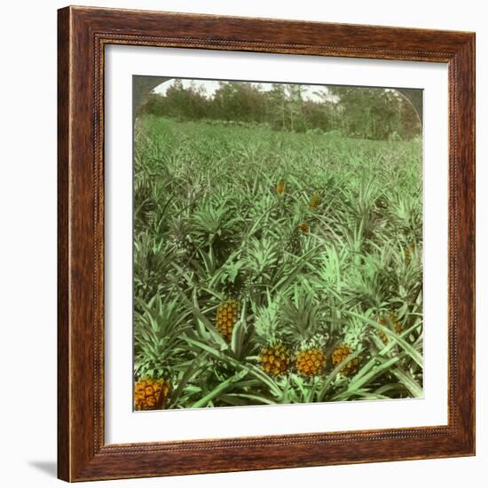 Where the Luscious Pineapple Grows, Florida, USA, 1896-Underwood & Underwood-Framed Photographic Print