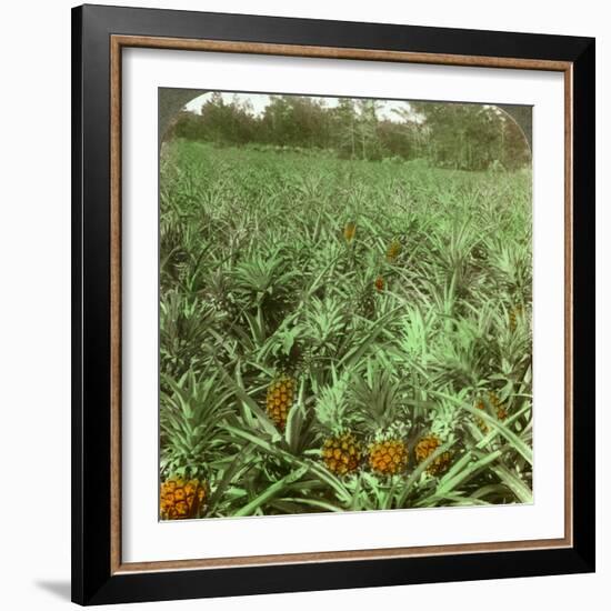 Where the Luscious Pineapple Grows, Florida, USA, 1896-Underwood & Underwood-Framed Photographic Print