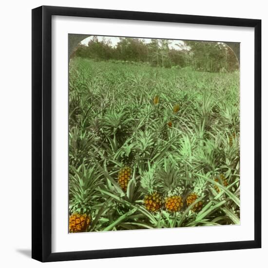 Where the Luscious Pineapple Grows, Florida, USA, 1896-Underwood & Underwood-Framed Photographic Print