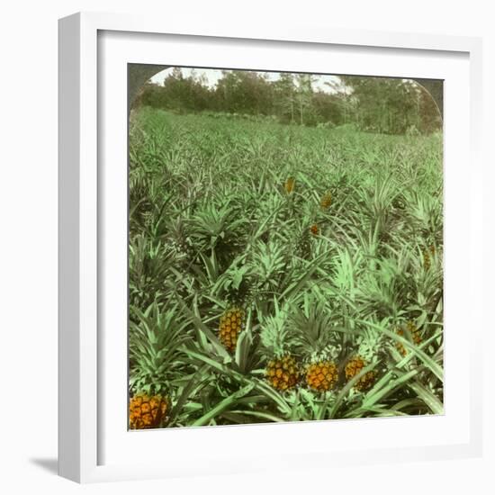 Where the Luscious Pineapple Grows, Florida, USA, 1896-Underwood & Underwood-Framed Photographic Print