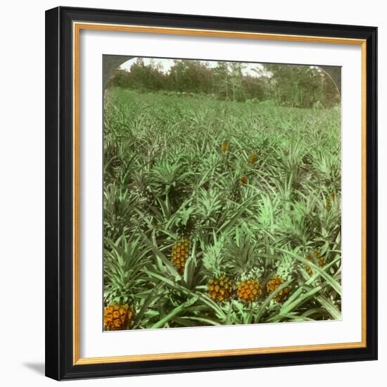 Where the Luscious Pineapple Grows, Florida, USA, 1896-Underwood & Underwood-Framed Photographic Print