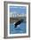 Whidbey Island, Washington - Eagle Fishing-Lantern Press-Framed Art Print