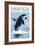 Whidbey Island, Washington - Orca Jumping-Lantern Press-Framed Art Print