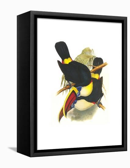 Whie-Throated or Red-Bulled Toucan-John Gould-Framed Stretched Canvas