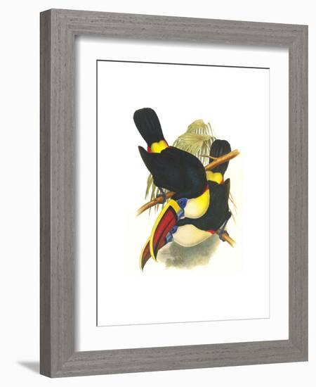 Whie-Throated or Red-Bulled Toucan-John Gould-Framed Art Print