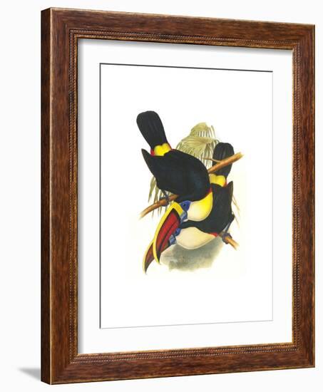 Whie-Throated or Red-Bulled Toucan-John Gould-Framed Art Print