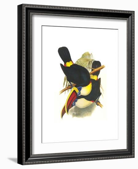 Whie-Throated or Red-Bulled Toucan-John Gould-Framed Art Print