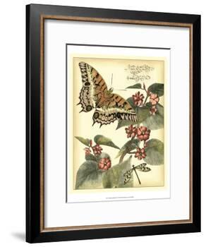 Whimsical Butterflies II-Vision Studio-Framed Art Print