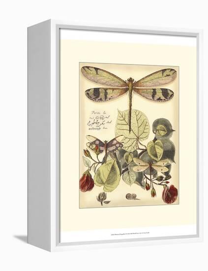 Whimsical Dragonflies II-Vision Studio-Framed Stretched Canvas