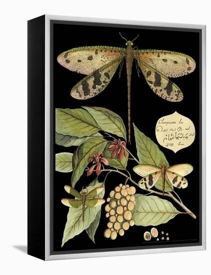 Whimsical Dragonfly on Black I-Vision Studio-Framed Stretched Canvas