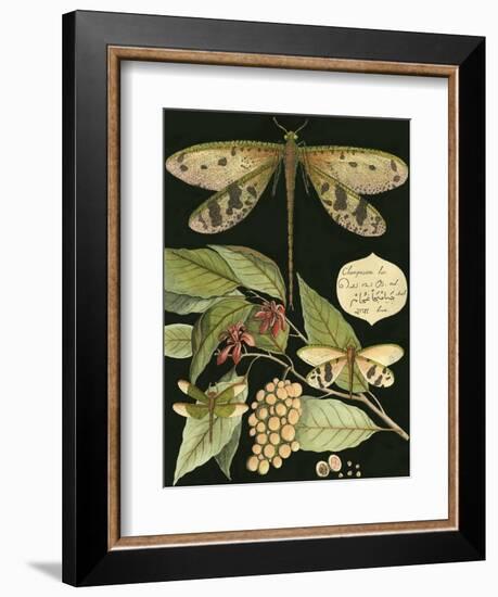 Whimsical Dragonfly on Black I-null-Framed Premium Giclee Print