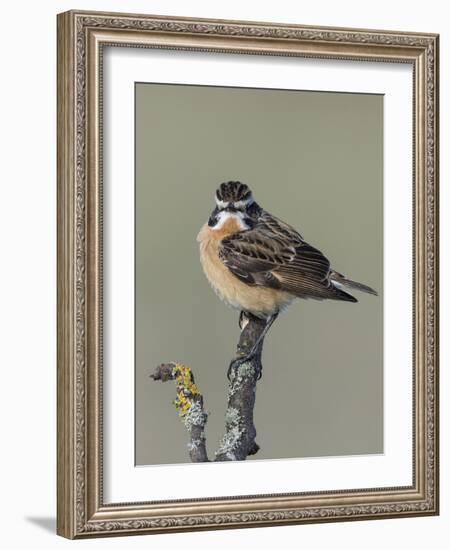 Whinchat (Saxicola rubetra), male perched,  Finland, May-Jussi Murtosaari-Framed Photographic Print