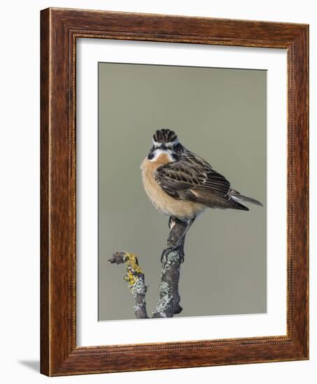 Whinchat (Saxicola rubetra), male perched,  Finland, May-Jussi Murtosaari-Framed Photographic Print