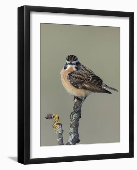 Whinchat (Saxicola rubetra), male perched,  Finland, May-Jussi Murtosaari-Framed Photographic Print