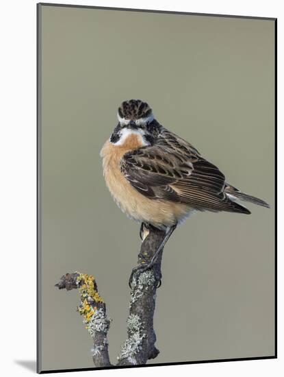 Whinchat (Saxicola rubetra), male perched,  Finland, May-Jussi Murtosaari-Mounted Photographic Print