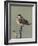 Whinchat (Saxicola rubetra), male perched,  Finland, May-Jussi Murtosaari-Framed Photographic Print