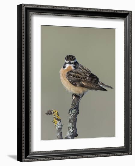 Whinchat (Saxicola rubetra), male perched,  Finland, May-Jussi Murtosaari-Framed Photographic Print