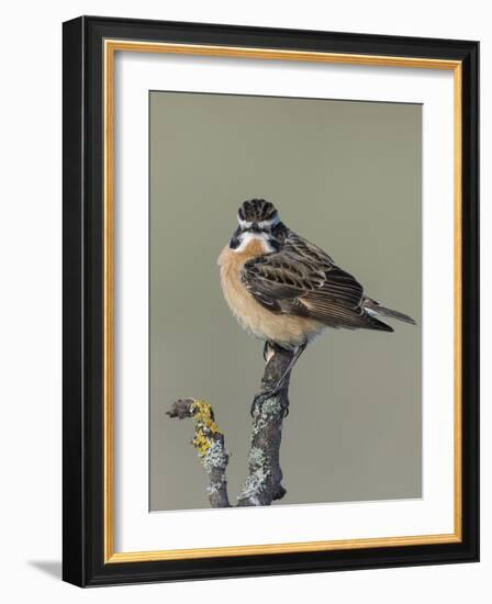 Whinchat (Saxicola rubetra), male perched,  Finland, May-Jussi Murtosaari-Framed Photographic Print