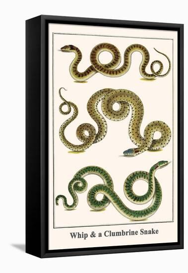 Whip and a Clumbrine Snake-Albertus Seba-Framed Stretched Canvas