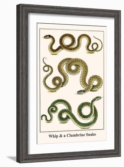 Whip and a Clumbrine Snake-Albertus Seba-Framed Art Print