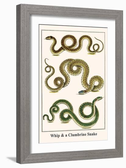 Whip and a Clumbrine Snake-Albertus Seba-Framed Art Print