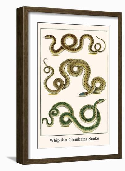 Whip and a Clumbrine Snake-Albertus Seba-Framed Art Print