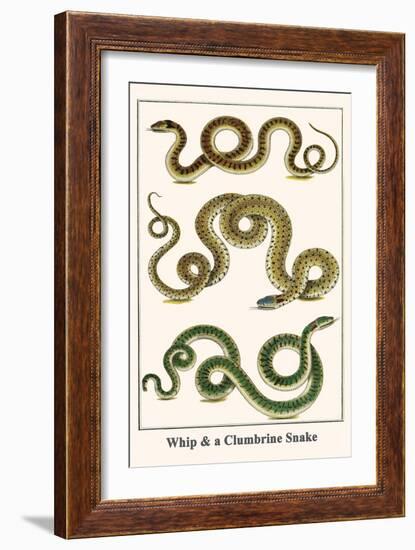 Whip and a Clumbrine Snake-Albertus Seba-Framed Art Print