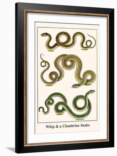 Whip and a Clumbrine Snake-Albertus Seba-Framed Art Print