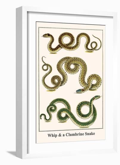 Whip and a Clumbrine Snake-Albertus Seba-Framed Art Print