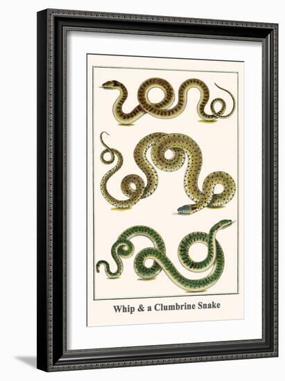 Whip and a Clumbrine Snake-Albertus Seba-Framed Art Print