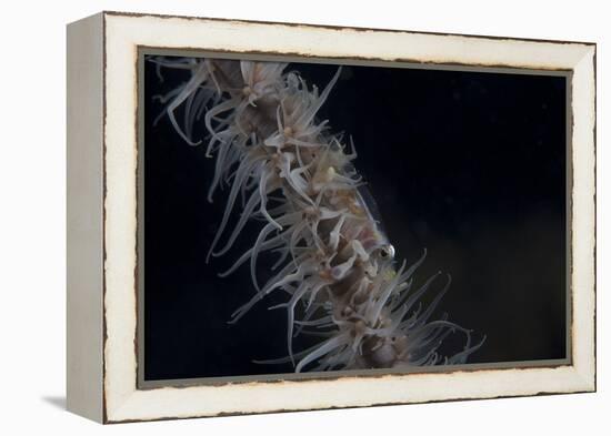 Whip Coral Goby, Fiji-Stocktrek Images-Framed Premier Image Canvas