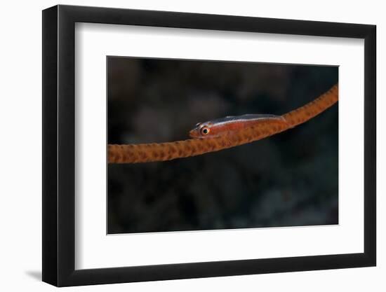 Whip Coral Goby, Fiji-Stocktrek Images-Framed Photographic Print